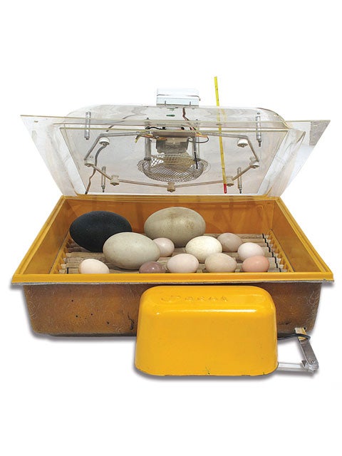 Chocadeira Aquaviv Luxo (automática)